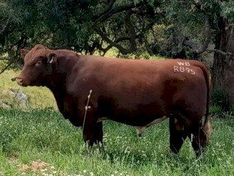 Stud beef shorthorn  bull registered and tested