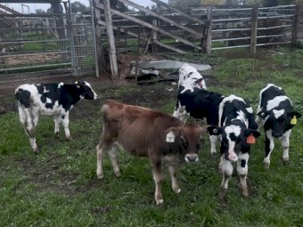 7 friesian steers 