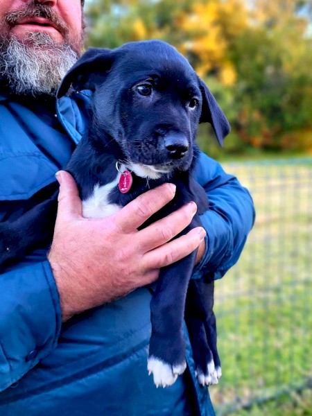 Labrador X Kelpie pups