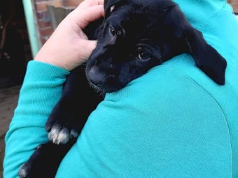 Labrador X Kelpie pups