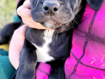 Labrador X Kelpie pups