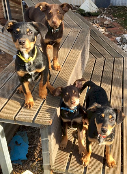 Kelpie Pups