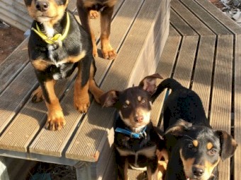Kelpie Pups
