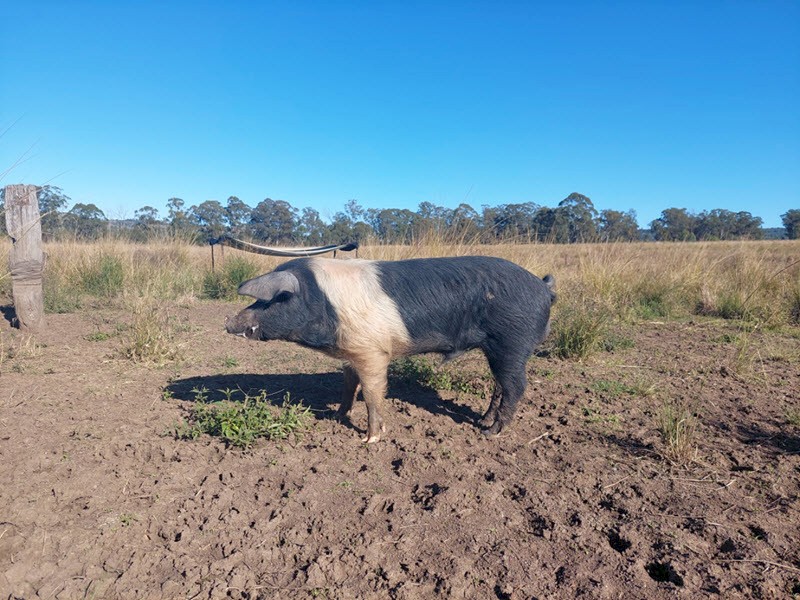 Wessex Saddleback Boars x 2