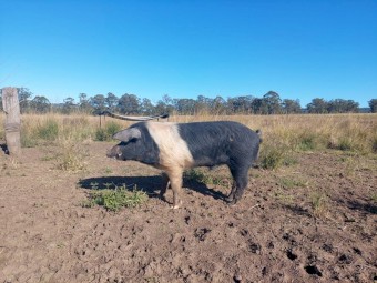 Wessex Saddleback Boars x 2