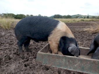Wessex Saddleback Boars x 2