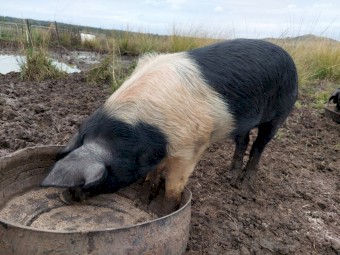 Wessex Saddleback Boars x 2