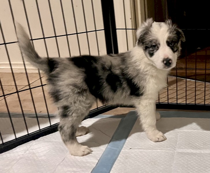 2 Blue Merle Male Pups 