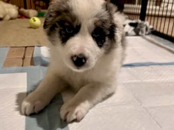 2 Blue Merle Male Pups 