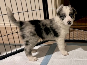 2 Blue Merle Male Pups 