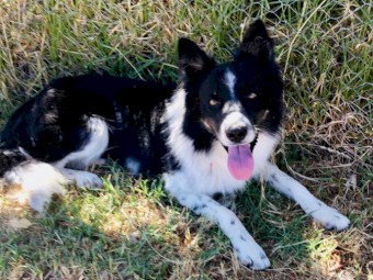 2 Blue Merle Male Pups 