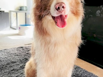 2 Blue Merle Male Pups 