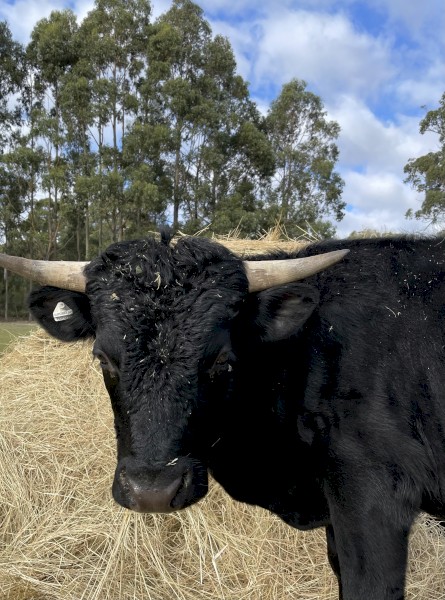 Dexter Bull for Lease