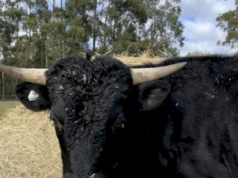 Dexter Bull for Lease