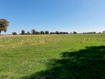 45 Acres Fully fenced pasture with water available from July 22 for agistment