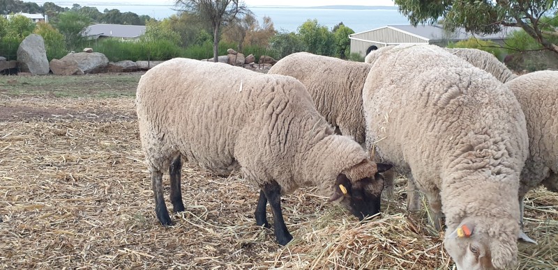 Ewes x 2 & 1 Weather For Sale