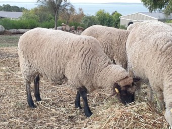 Ewes x 2 & 1 Weather For Sale