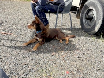 Male Kelpie Dog