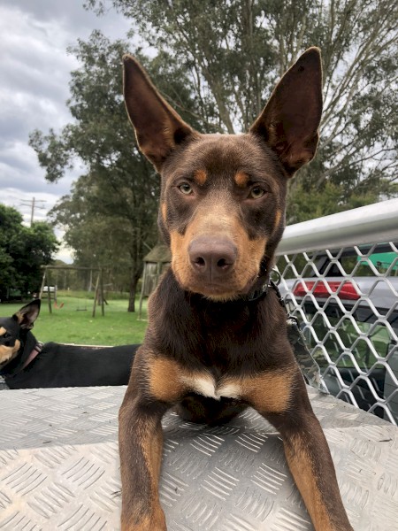 Kelpie's want to work