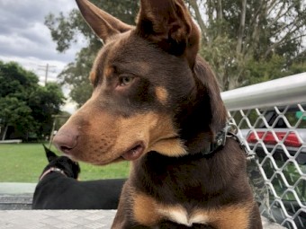 Kelpie's want to work