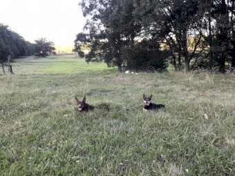 Kelpie's want to work