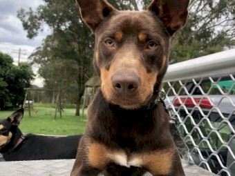 Kelpie's want to work