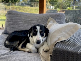 Border collie x kelpie