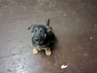 4 female German Shepherd puppies
