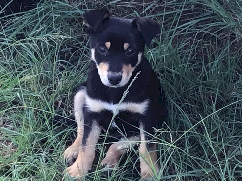Kelpie pups