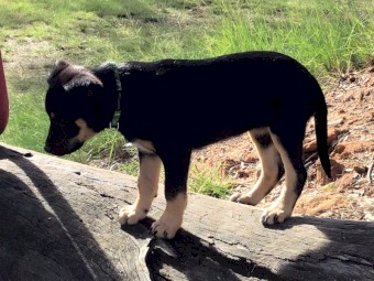 Kelpie pups