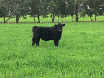 39 Pure Angus Steers 10 months old