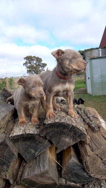 Kelpie Pups 5 Males and 3 Females