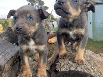 Kelpie Pups 5 Males and 3 Females