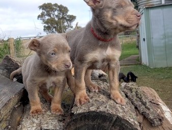 Kelpie Pups 5 Males and 3 Females