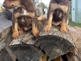 Kelpie Pups 5 Males and 3 Females