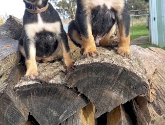 Kelpie Pups 5 Males and 3 Females