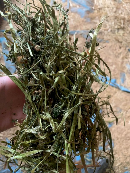 Straight Shaftal Clover Small Squares