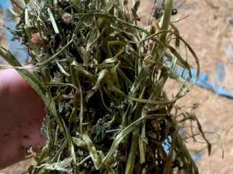 Straight Shaftal Clover Small Squares