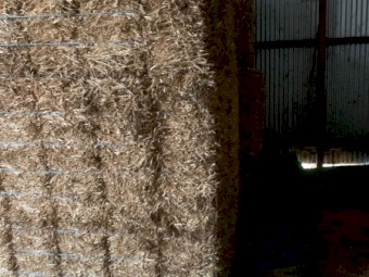 Straight Shaftal Clover Small Squares