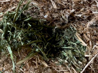 Straight Shaftal Clover Small Squares