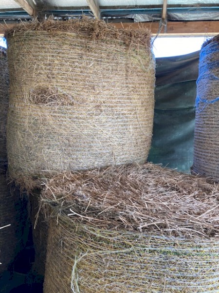 Large heavy 4*4 Lucerne Rounds Perfect for Horses and all ruminants