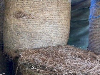 Large heavy 4*4 Lucerne Rounds Perfect for Horses and all ruminants