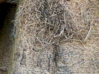 Large heavy 4*4 Lucerne Rounds Perfect for Horses and all ruminants