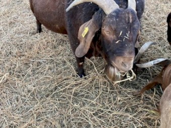 Large heavy 4*4 Lucerne Rounds Perfect for Horses and all ruminants