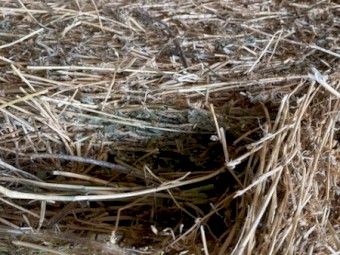 Large heavy 4*4 Lucerne Rounds Perfect for Horses and all ruminants