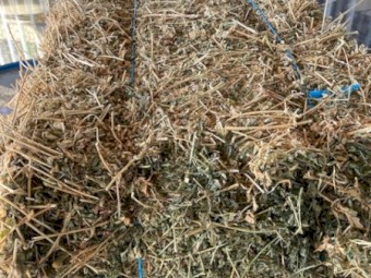 Lucerne beautifull small squares baled March 2022