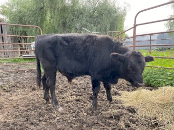 Young Angus X Jersey Bull