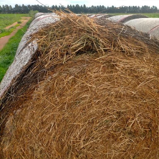 69 rolls Lucerne Hay