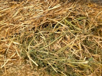 69 rolls Lucerne Hay