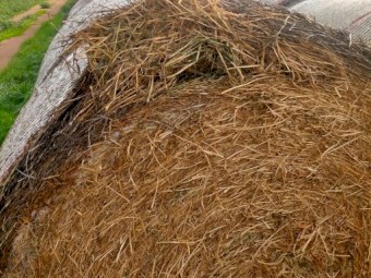 69 rolls Lucerne Hay